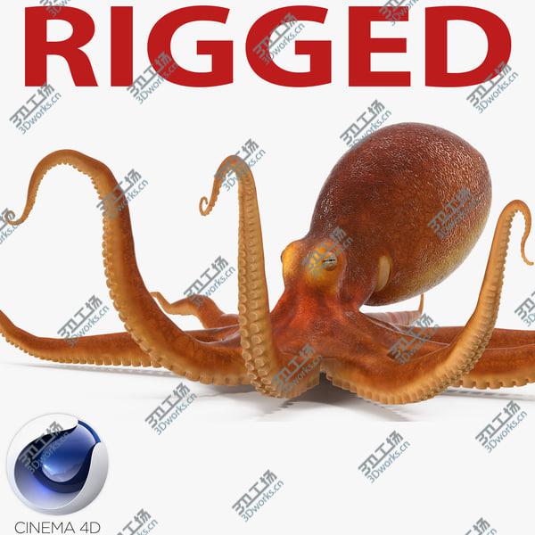 images/goods_img/20210312/Common Octopus Rigged for Cinema 4D/1.jpg